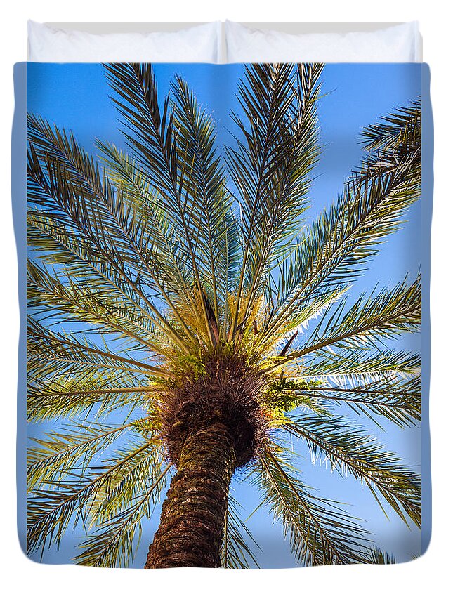 Growth Duvet Cover featuring the photograph Florida Palm Tree by Diane Macdonald