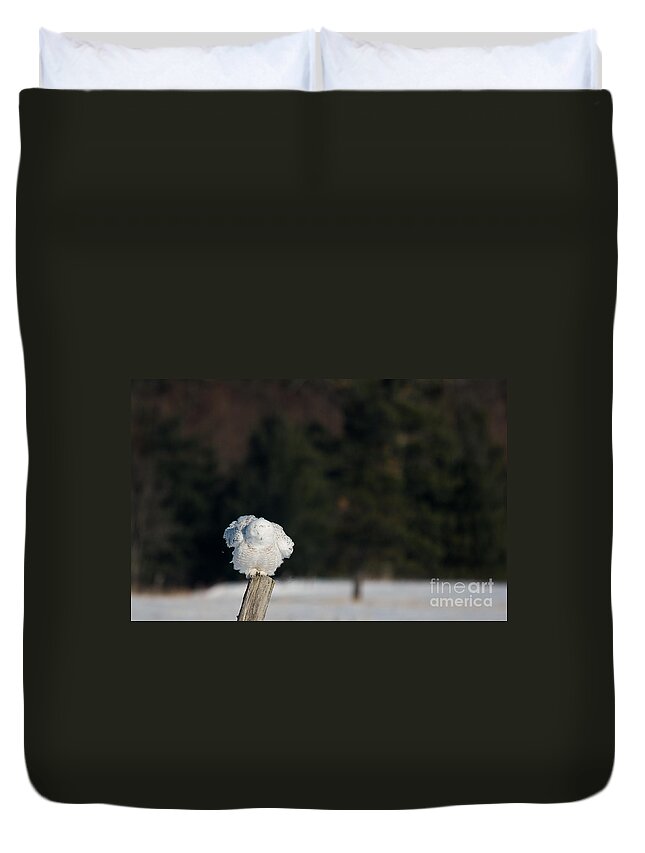 Snowy Owl Duvet Cover featuring the photograph Fluffing on a Fence Post by Cheryl Baxter