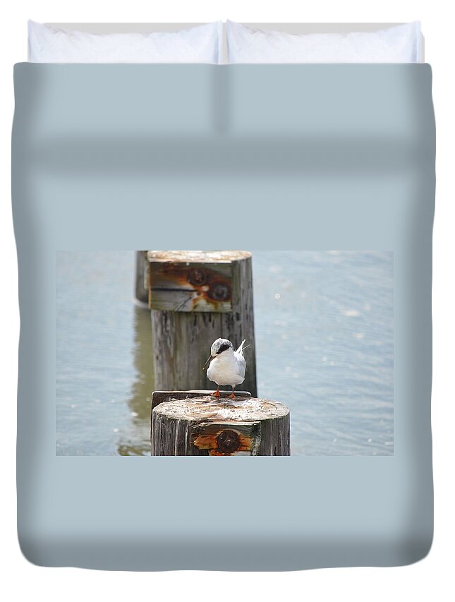 Birds Duvet Cover featuring the photograph Forster's Tern by James Petersen
