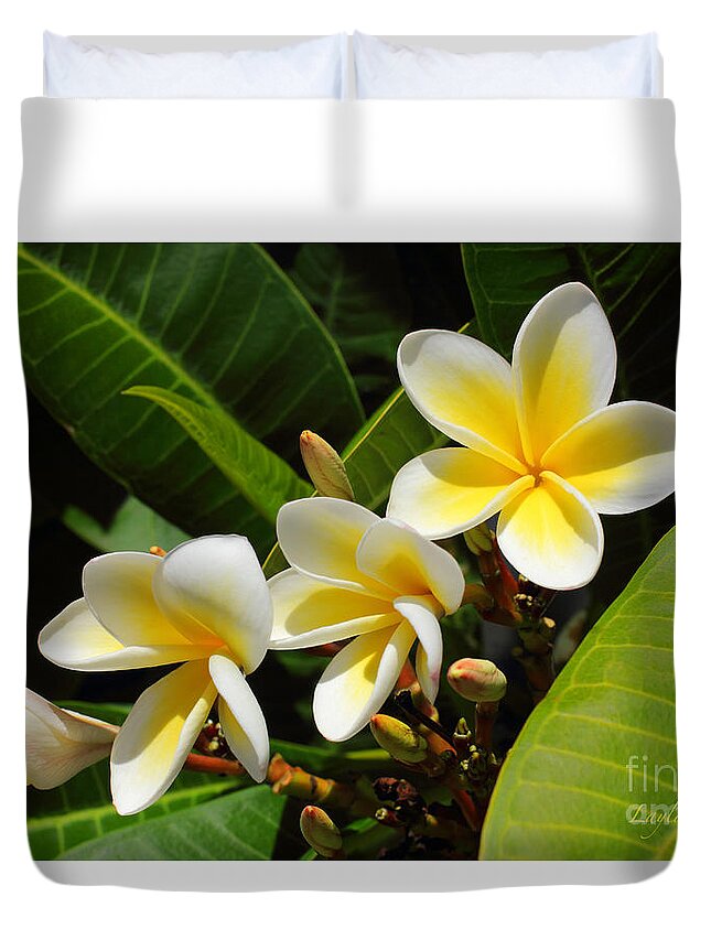 Summer Duvet Cover featuring the photograph Four Summer Frangipanis by Layla Alexander