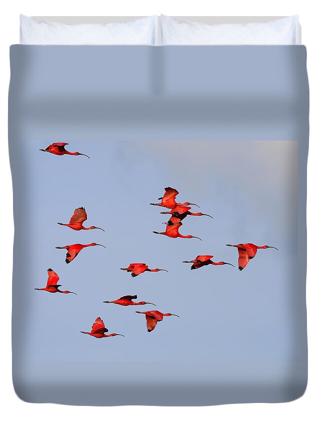 Scarlet Ibis Duvet Cover featuring the photograph Frankly Scarlet by Tony Beck