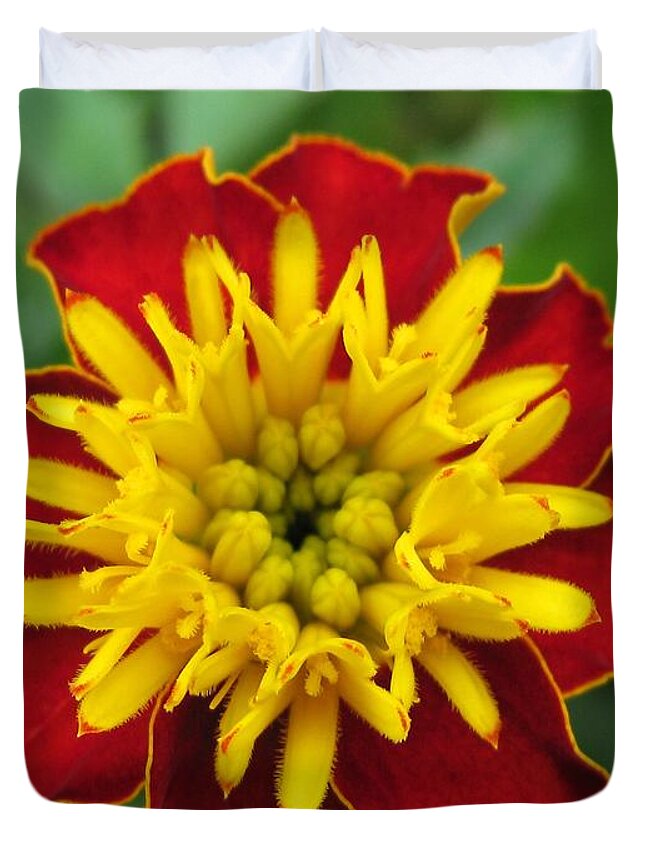 French Marigold Duvet Cover featuring the photograph French Marigold named Solan by J McCombie