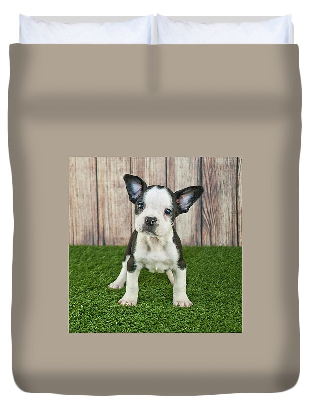 Pets Duvet Cover featuring the photograph Frenchton Puppy by Stockimage