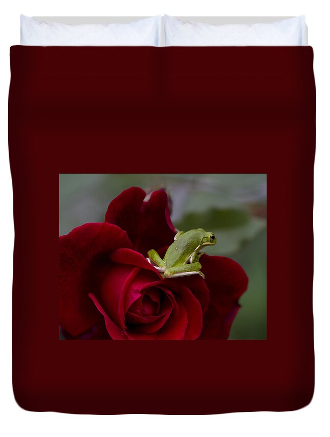 Hyla Cinerea Duvet Cover featuring the photograph Frogs and Roses by Kathy Clark