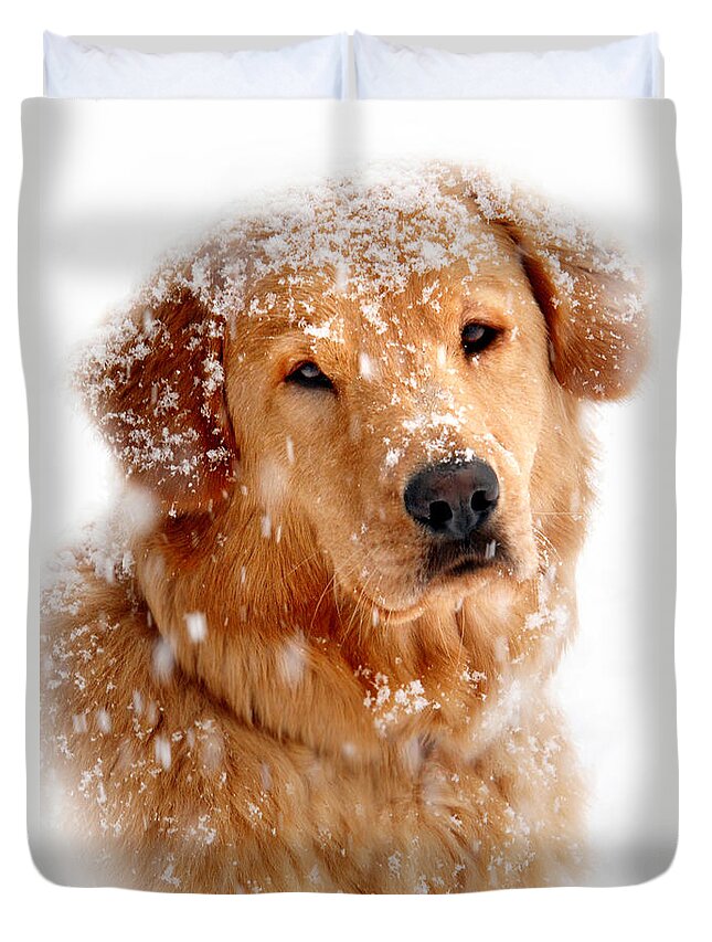 Golden Retriever Duvet Cover featuring the photograph Frosty Mug by Christina Rollo