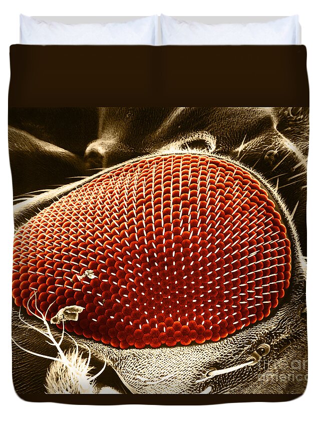 Fruitfly Duvet Cover featuring the photograph Fruit Fly Eye SEM by Omikron
