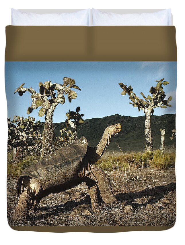 Feb0514 Duvet Cover featuring the photograph Galapagos Giant Tortoise And Opuntia by Tui De Roy