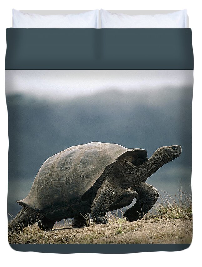 Feb0514 Duvet Cover featuring the photograph Galapagos Giant Tortoise Male Alcedo by Tui De Roy