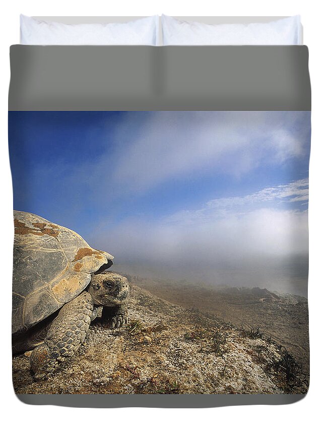 Feb0514 Duvet Cover featuring the photograph Galapagos Giant Tortoise Overlooking by Tui De Roy