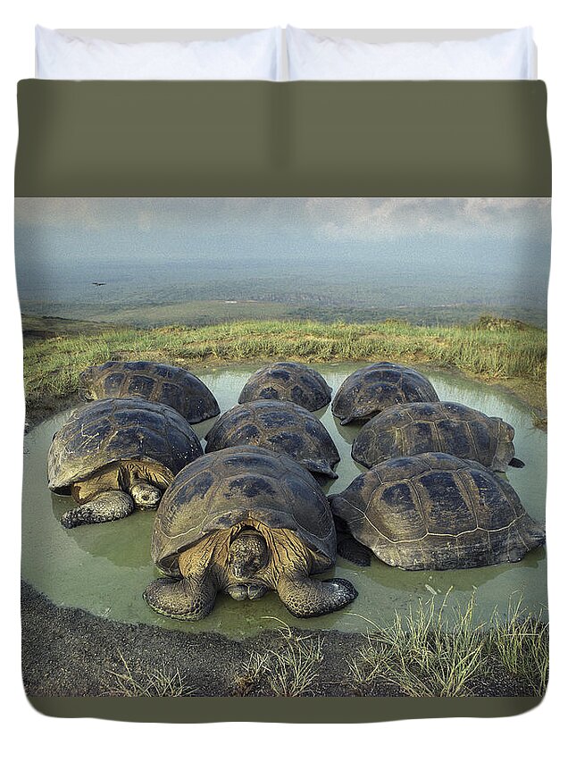 Feb0514 Duvet Cover featuring the photograph Galapagos Giant Tortoises Wallowing by Tui De Roy
