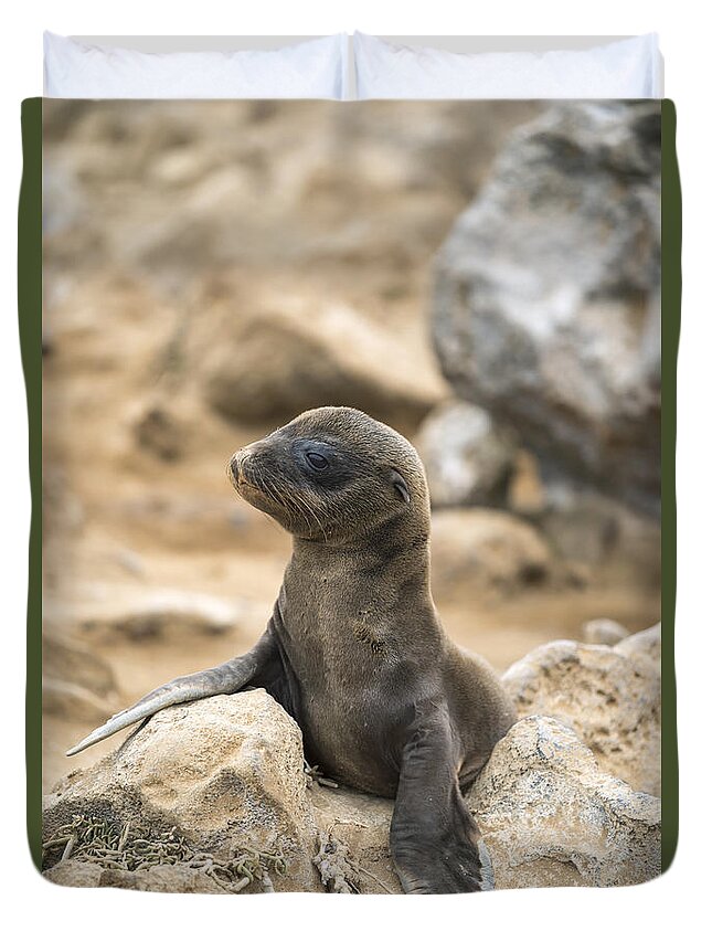 Tui De Roy Duvet Cover featuring the photograph Galapagos Sea Lion Pup Champion Islet by Tui De Roy