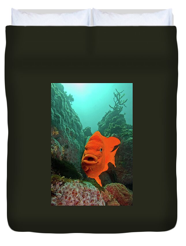 Underwater Duvet Cover featuring the photograph Garibaldi by Douglas Klug