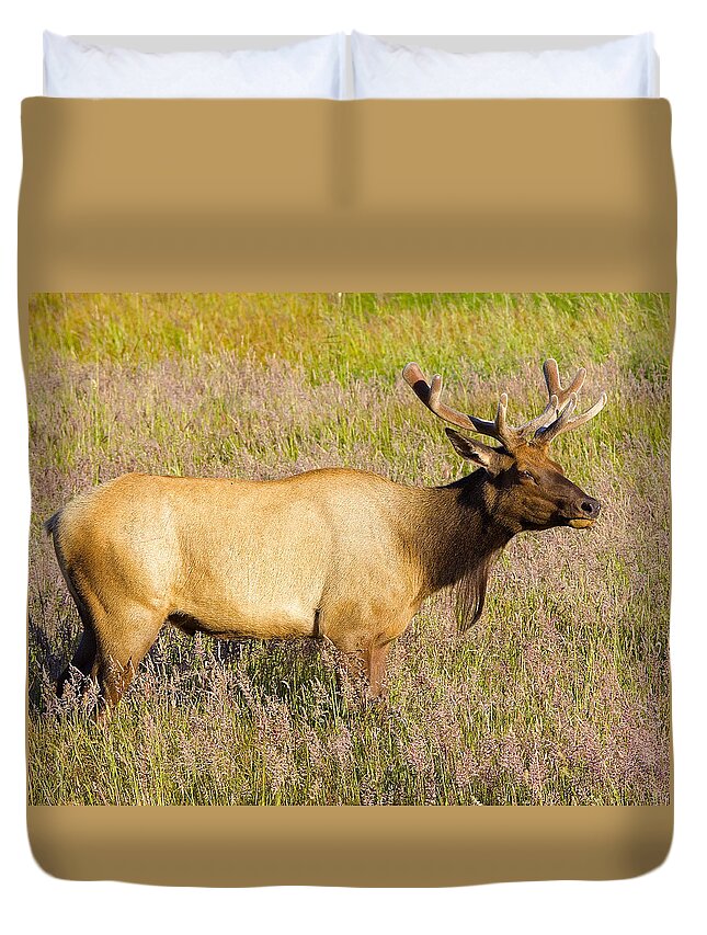 Elk Duvet Cover featuring the photograph Gazing Elk by Todd Kreuter