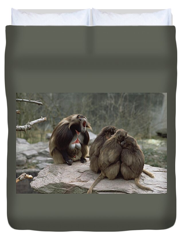 Feb0514 Duvet Cover featuring the photograph Gelada Baboon Troop Ethiopia by Konrad Wothe