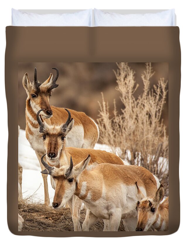 Pronghorn Duvet Cover featuring the photograph Generations by Kevin Dietrich