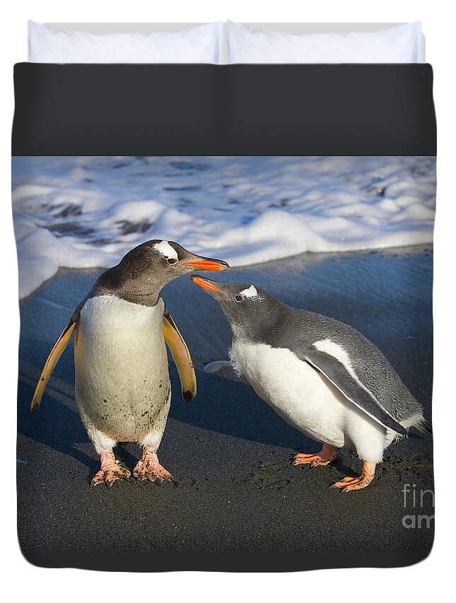 00345356 Duvet Cover featuring the photograph Gentoo Penguin Chick Begging For Food by Yva Momatiuk and John Eastcott