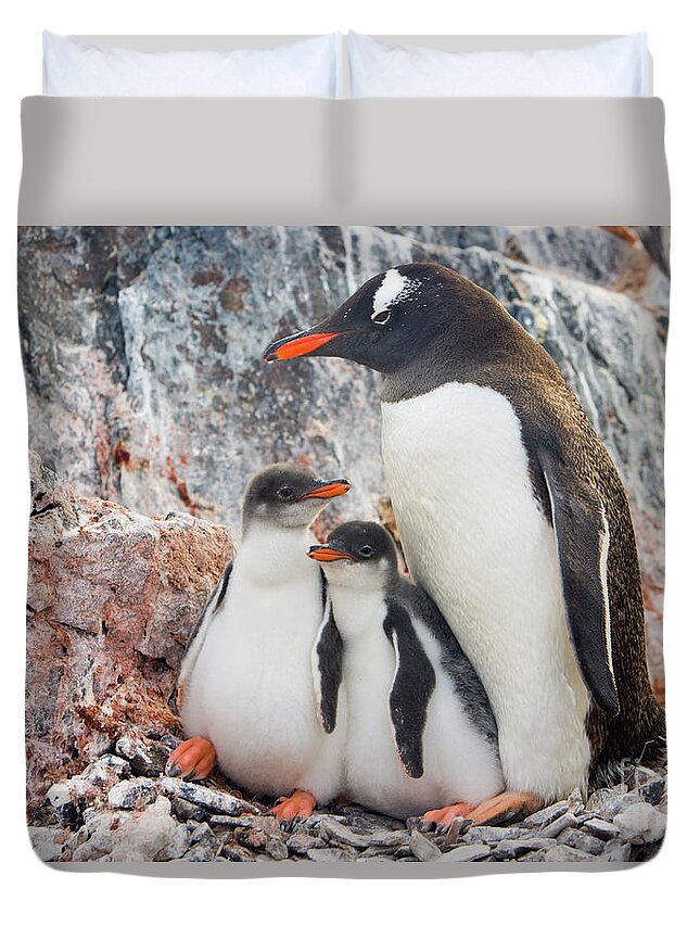 00345581 Duvet Cover featuring the photograph Gentoo Penguin Family on Booth Isl by Yva Momatiuk and John Eastcott