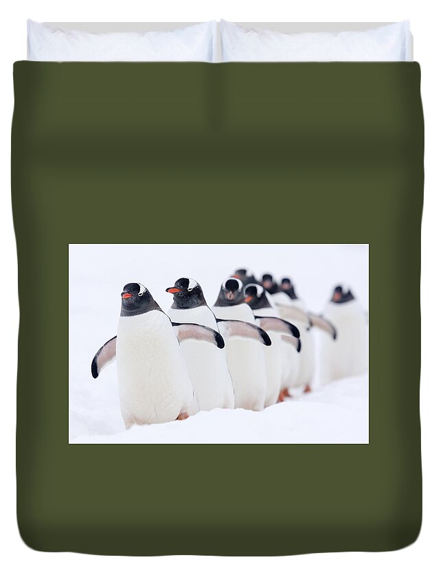 Nis Duvet Cover featuring the photograph Gentoo Penguins In Line Cuverville by Alex Huizinga