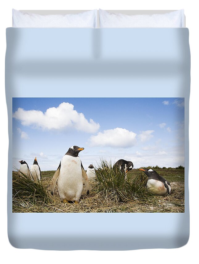 Flpa Duvet Cover featuring the photograph Gentoo Penguins Sea Lion Isl Falklands by Dickie Duckett