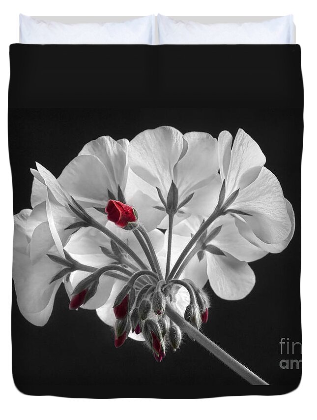 'red Geranium' Duvet Cover featuring the photograph Geranium Flower In Progress by James BO Insogna