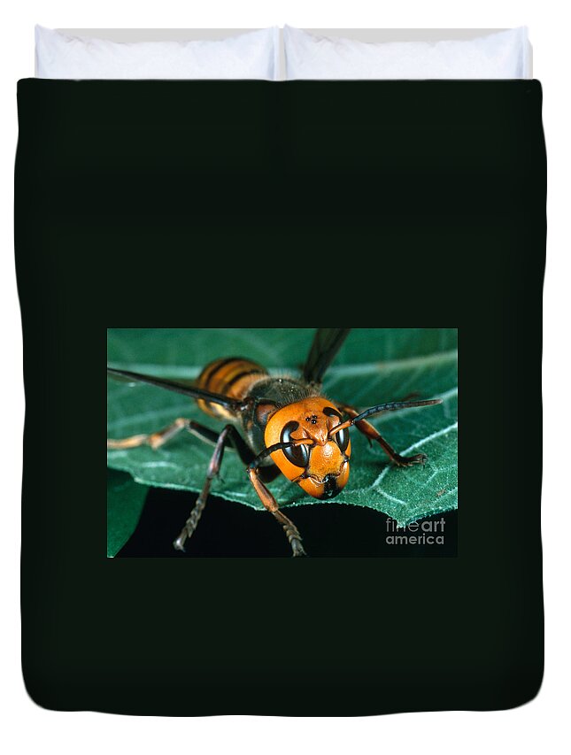 Giant Asian Wasp Duvet Cover featuring the photograph Giant Asian Hornet by Scott Camazine