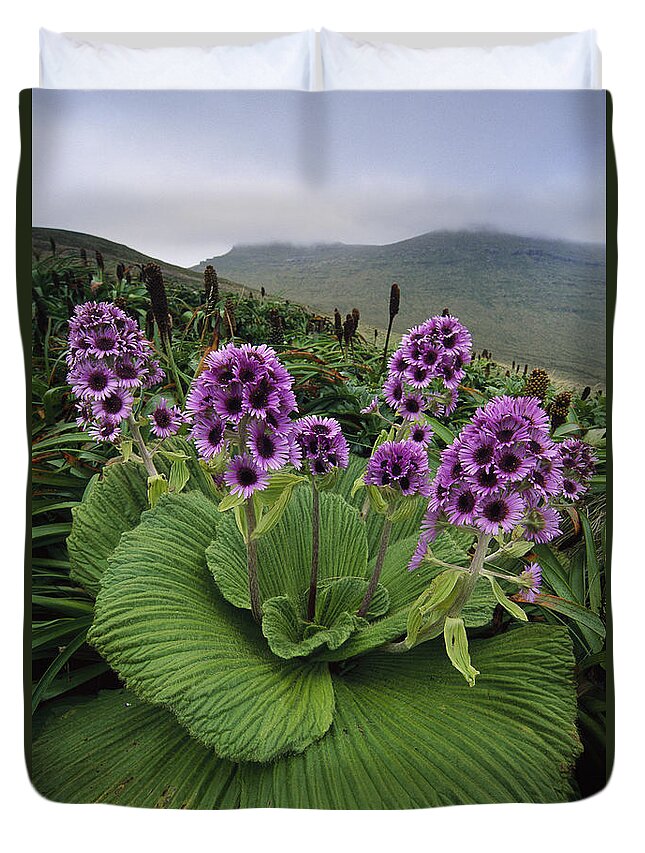 Feb0514 Duvet Cover featuring the photograph Giant Daisy In Full Bloom Campbell by Tui De Roy