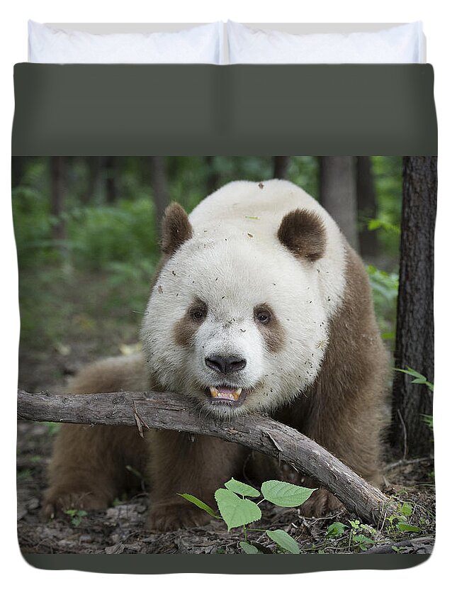 Katherine Feng Duvet Cover featuring the photograph Giant Panda Brown Morph China by Katherine Feng