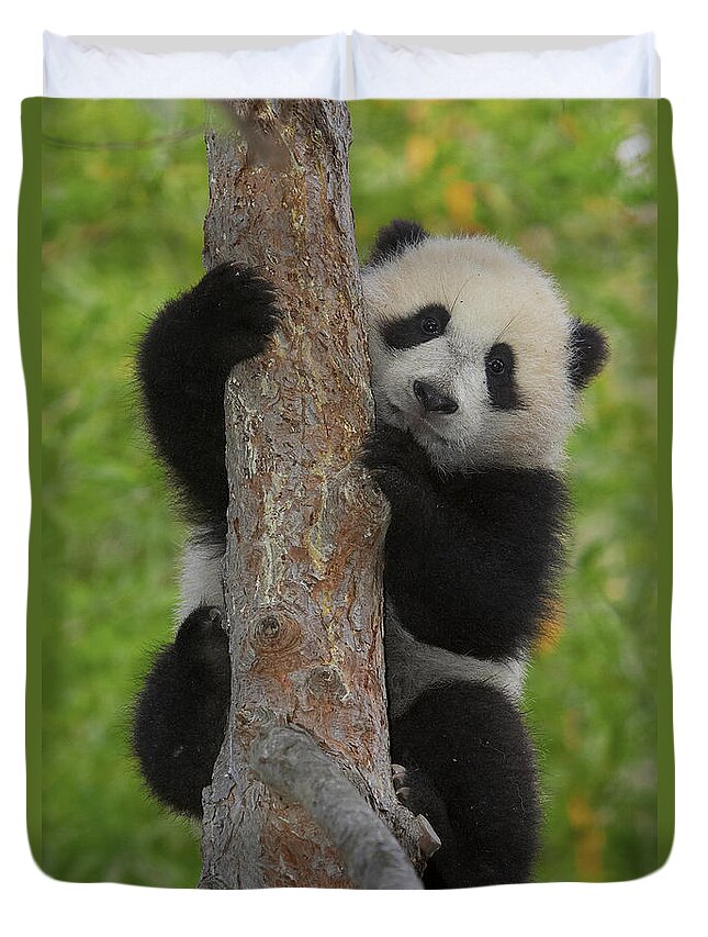 Feb0514 Duvet Cover featuring the photograph Giant Panda Cub In Tree by San Diego Zoo