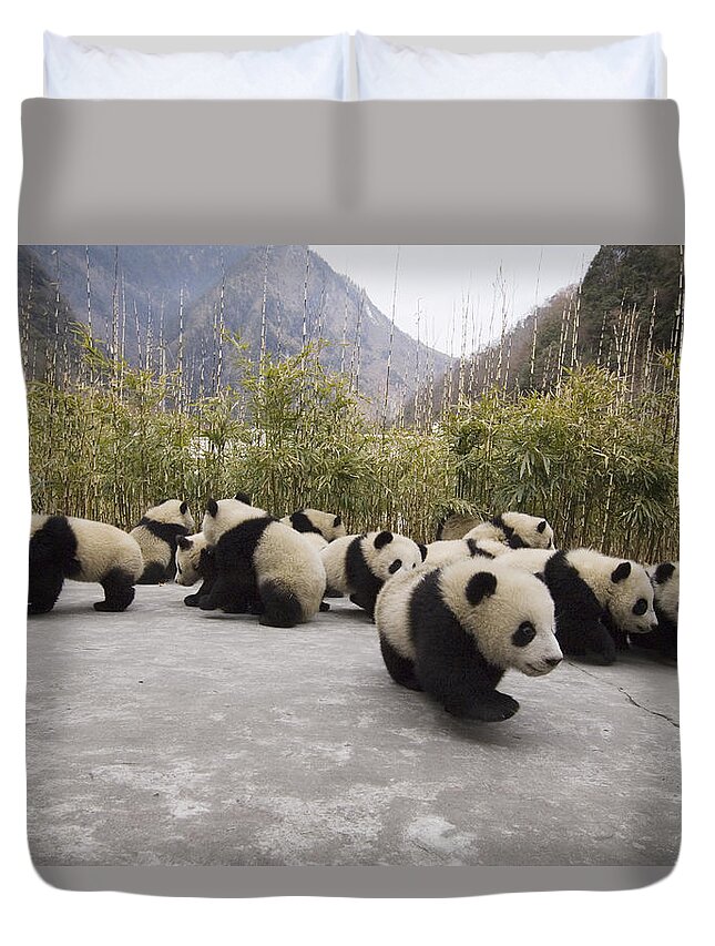 Feb0514 Duvet Cover featuring the photograph Giant Panda Cubs Wolong China by Katherine Feng