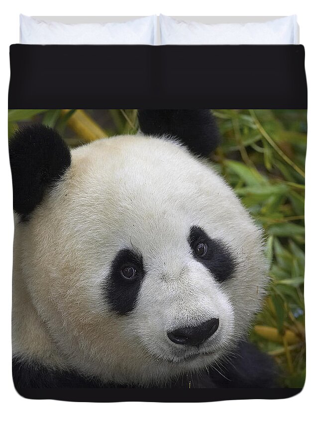 Feb0514 Duvet Cover featuring the photograph Giant Panda Portrait by San Diego Zoo