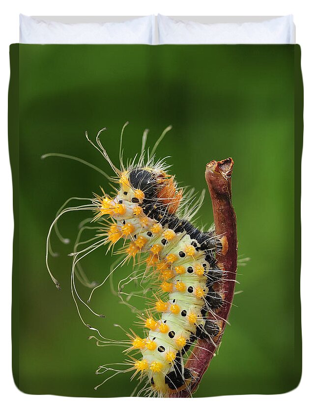 525070 Duvet Cover featuring the photograph Giant Peacock Moth Caterpillar by Thomas Marent