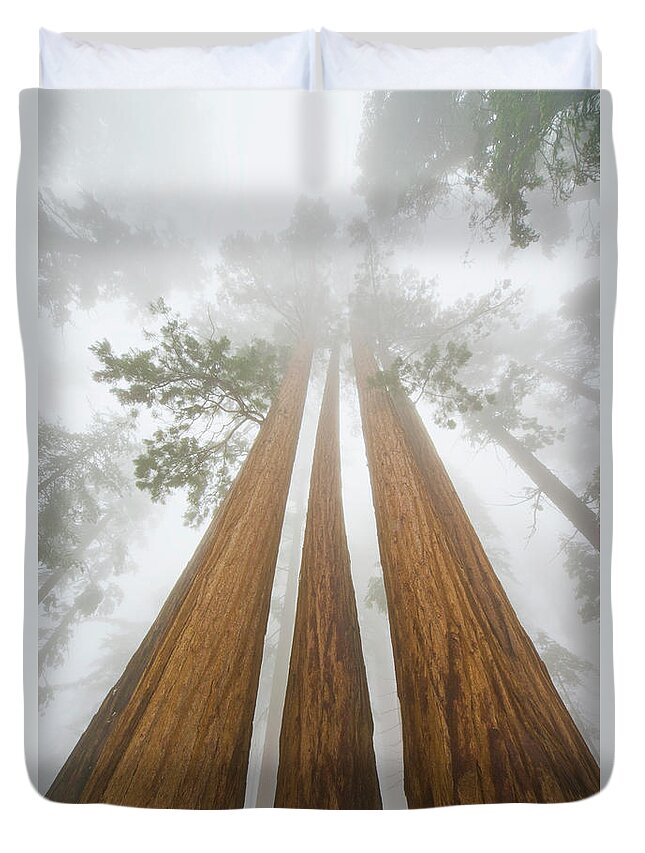 00431220 Duvet Cover featuring the photograph Giant Sequoias In the Fog by Yva Momatiuk John Eastcott