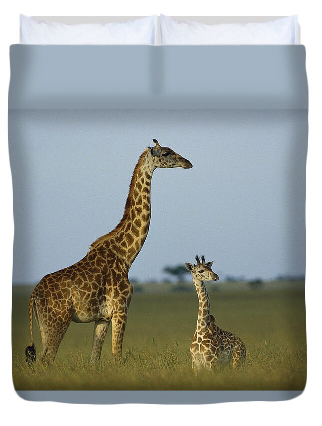 Feb0514 Duvet Cover featuring the photograph Giraffe Adult And Foal On Savanna Kenya by Tim Fitzharris