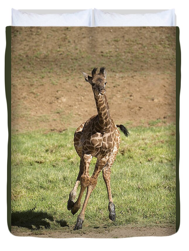 San Diego Zoo Duvet Cover featuring the photograph Giraffe Calf Running by San Diego Zoo