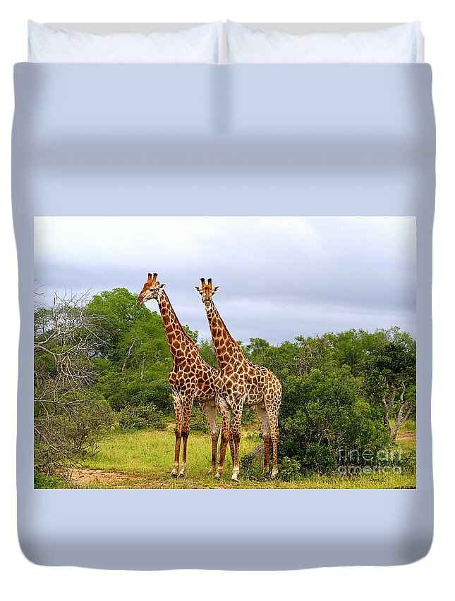 Giraffe Duvet Cover featuring the photograph Giraffe Males Before The Storm by Catherine Sherman