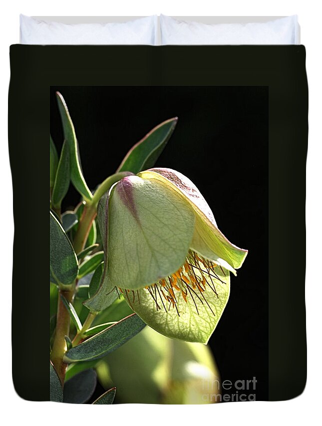 Qualup Flower Duvet Cover featuring the photograph Glow of the Bell by Joy Watson