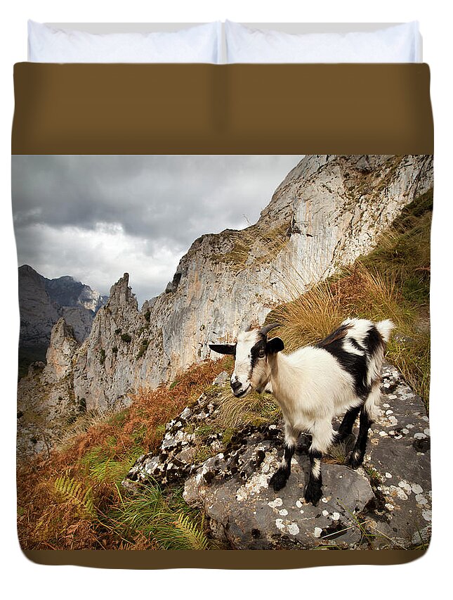 Grass Duvet Cover featuring the photograph Goat On Hiking Path by Esslingerphoto.com