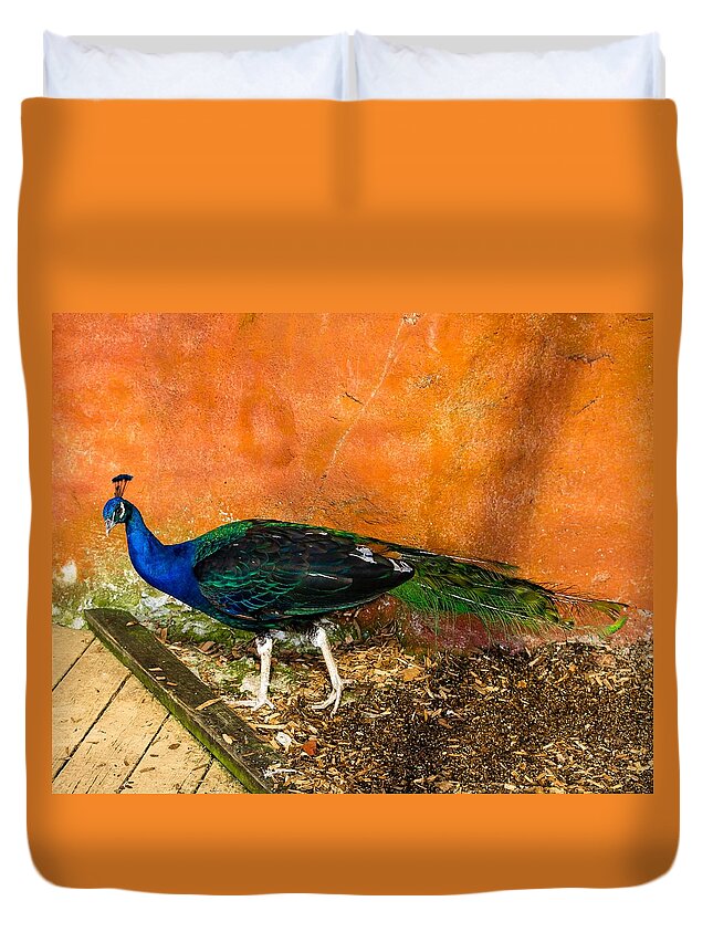 Peacock Duvet Cover featuring the photograph Going For A Walk by Robert L Jackson