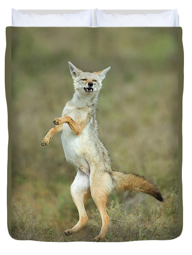 Golden Jackal Canis Aureus Leap, Ndutu Duvet Cover by Animal Images - Pixels