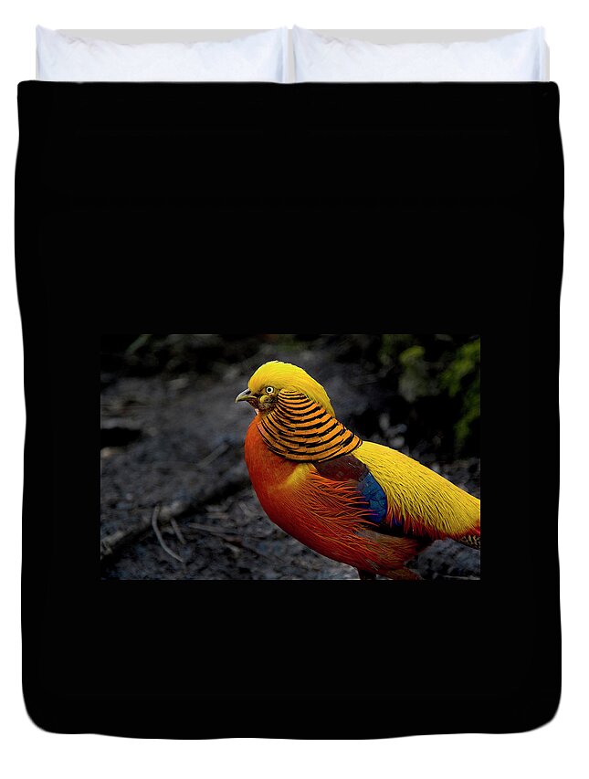 Animal Themes Duvet Cover featuring the photograph Golden Pheasant by Saffron Blaze