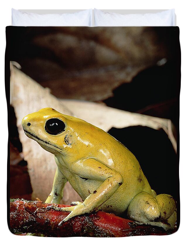 Feb0514 Duvet Cover featuring the photograph Golden Poison Dart Frog Colombia by Mark Moffett
