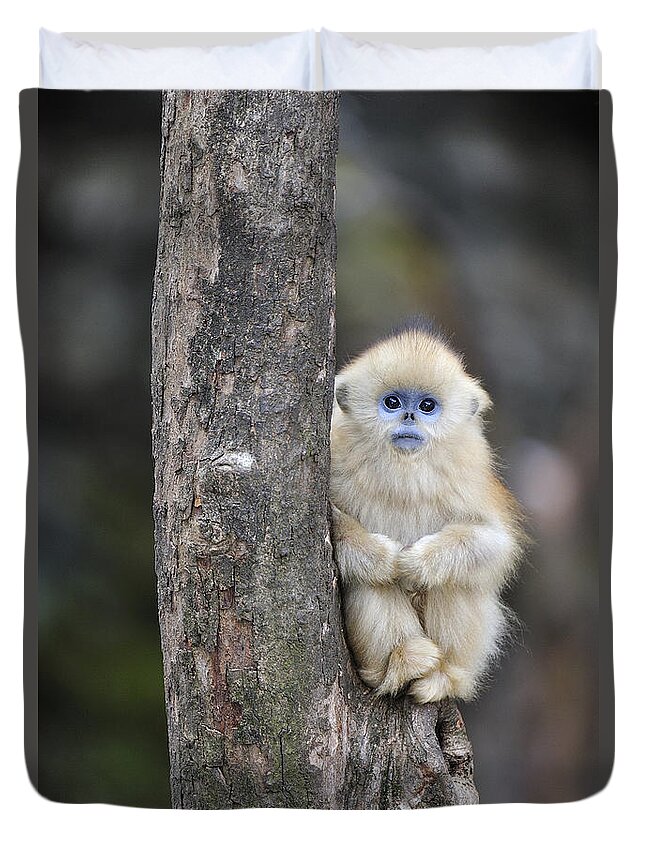 Feb0514 Duvet Cover featuring the photograph Golden Snub-nosed Monkey Young China by Thomas Marent