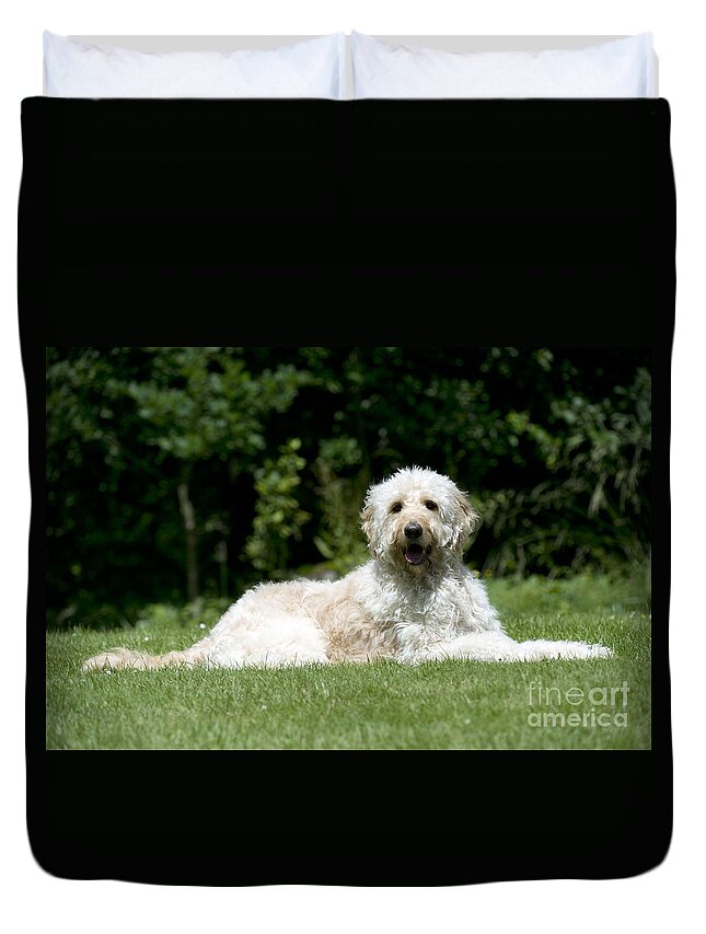 Dog Duvet Cover featuring the photograph Goldendoodle Dog by John Daniels