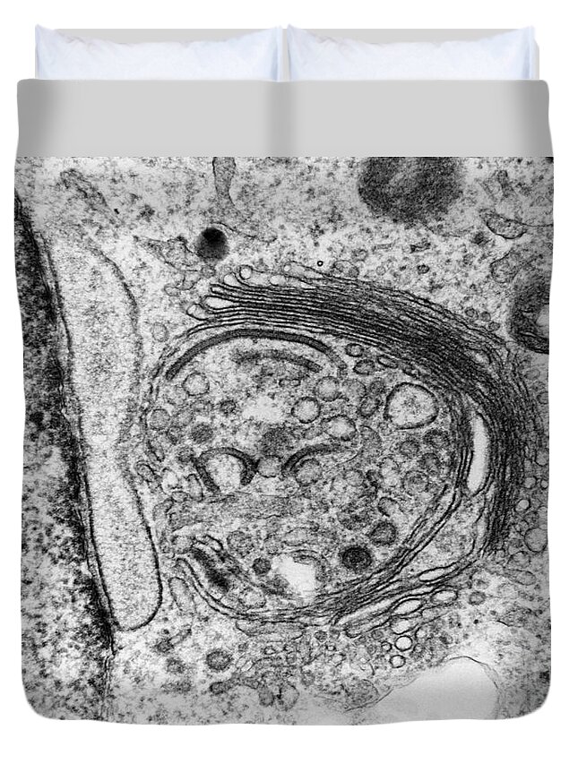 Micrograph Duvet Cover featuring the photograph Golgi Zone by David M. Phillips