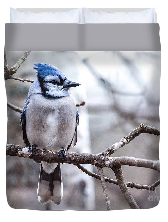  Duvet Cover featuring the photograph Gorgeous Blue Jay by Cheryl Baxter