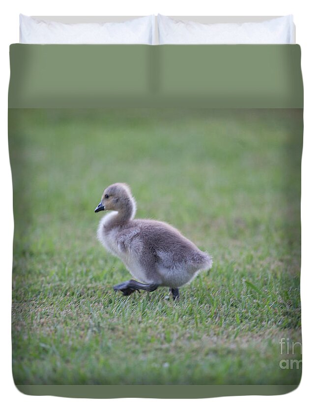 Gosling Duvet Cover featuring the photograph Gosling Stroll by Dale Powell