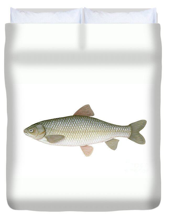 Grass Carp Duvet Cover featuring the photograph Grass Carp Ctenopharyngodon Idella by Carlyn Iverson