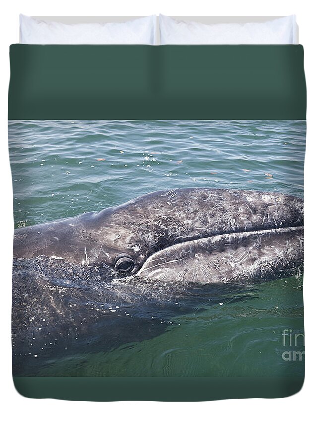 Baja California Duvet Cover featuring the photograph Gray / Grey Whale Eschrichtius robustus by Liz Leyden