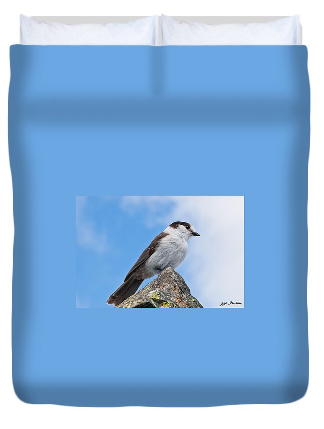 Animal Duvet Cover featuring the photograph Gray Jay With Blue Sky Background by Jeff Goulden