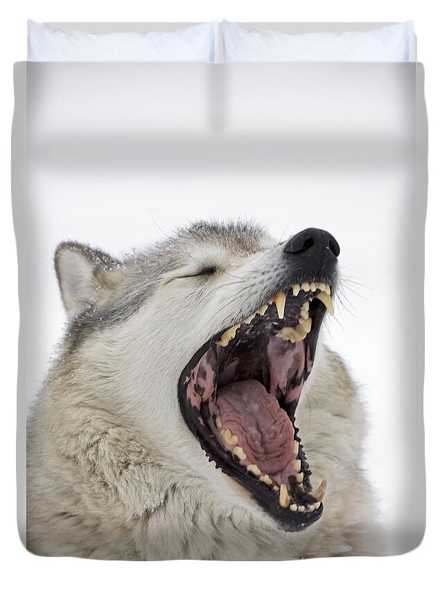 Gray Wolf Duvet Cover featuring the photograph Gray Timber Wolf Yawning by John Cancalosi